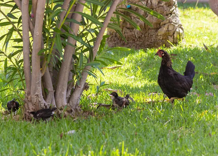 Beautiful In Apartamento Torrevieja